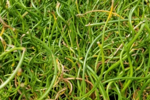 Grass Juncus 'Big Twister' 